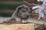 DOGUE ALLEMAND 976